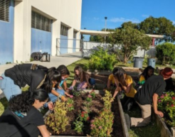 A large group of young people work in a school garden