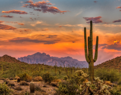 Landscape view of the Sonoran sunset with saguaro cactus planets and a mountain in the distance. 