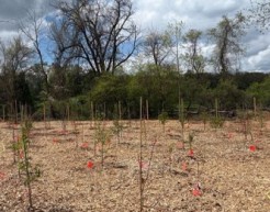  A photo of the Tiny Forest and Outdoor Living Lab at Readington Middle School in New Jersey. Young trees sprout up from a golden field, with dense forests off in the distance.