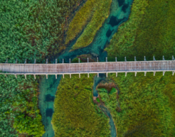 A bridge runs through an overhead landscape view - beneath it is a body of water and lush green vegetation