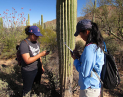Two students measure a cactus for a research study