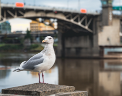 A seagull rests on a ledge near a bridge in downtown Portland, Oregon over calm water.