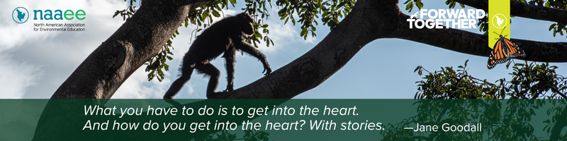 A chimp walks across the wide branch of a tree in Gombe National Park. 