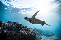 Sea turtle swims along coral below the oceans surface