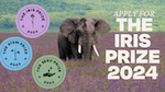 An elephant walks in tall brown grasses next to large white text, "Apply for The Iris Prize 2024."