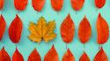  Autumn-colored beech leaves with single orange maple leaf