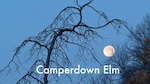 A picture of an Elm tree with the moon in the background at the Firewise Garden at The Botanic Garden 