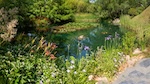 A large pond with a variety of green and flowering plants in and around it