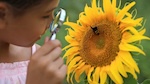 A child holds a magnifying glass to a bee resting on a sunflower.