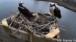 Two black and white ospreys and their nest can be seen through the view of a Nest Cam