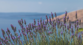 Purple wildflowers grow along the coast near large blue waters