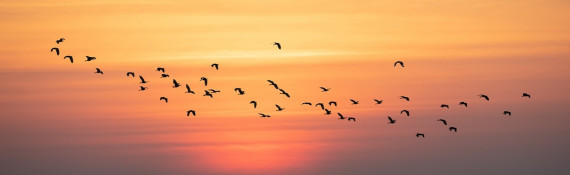 A large group of birds fly in front of a setting orange sun.