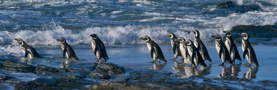 Group of Magellanic Penguins going to sea on Sea Lion Island in the Falkland Islands